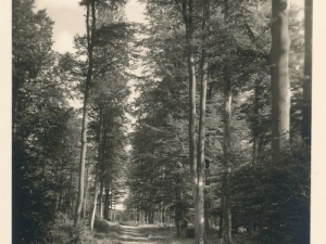 Hauptmann_Heinrich (731)