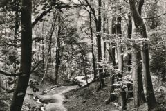 Hauptmann_Heinrich (957)
